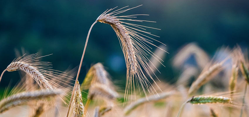 Rye, grain