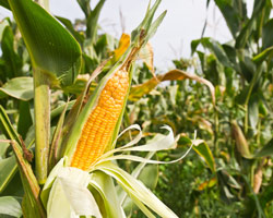 maize field