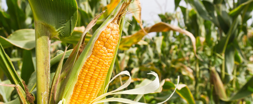 maize field