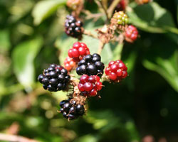 Blackberries