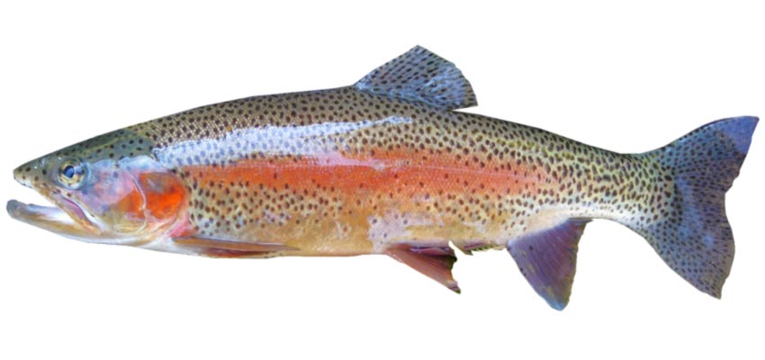 Rainbow trout