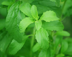 Stevia