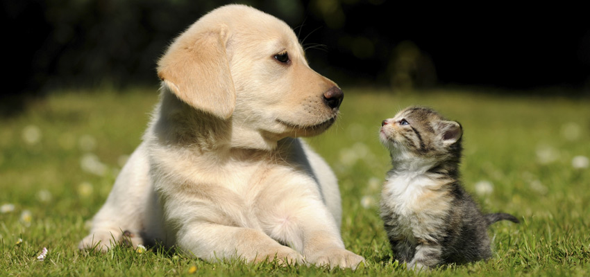 Katze und Hund