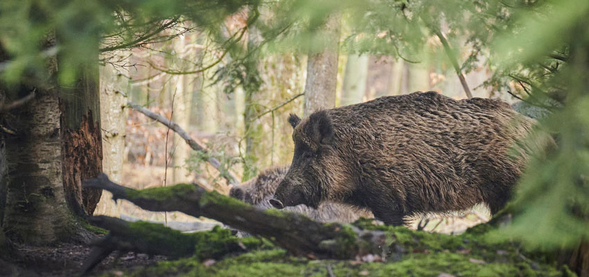 Wildschwein