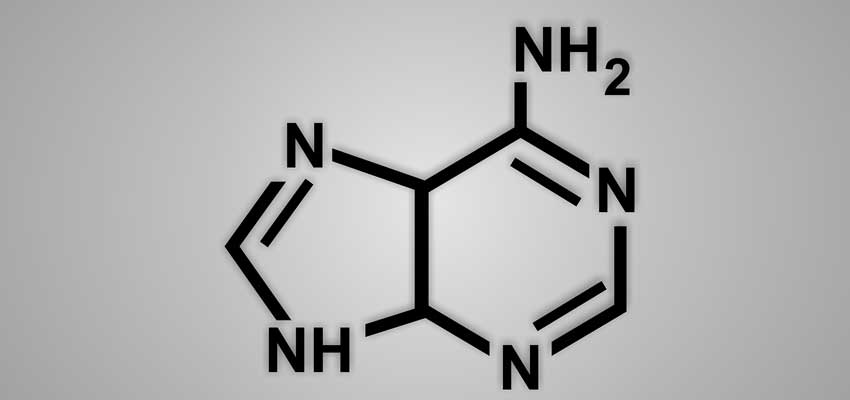 Adenine