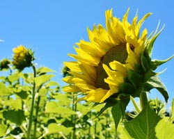 sunflower